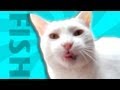 Funny Cat video